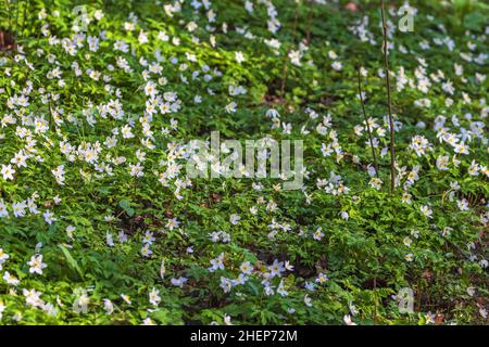 Anemoni in legno fiorito sul pavimento della foresta Foto Stock