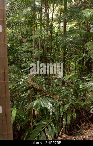 Densa, verde sottobosco di foresta pluviale subtropicale pianeggiante con tronchi di gum-tree, palme e branzini. Giornata estiva noiosa, Tamborine Mountain, Australia. Foto Stock