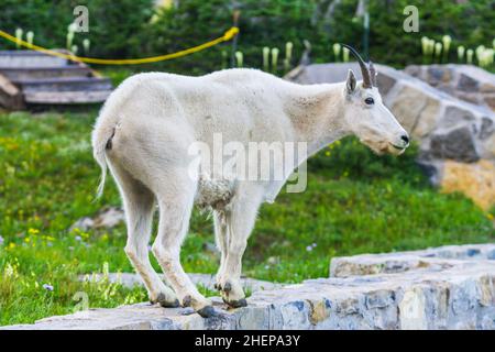 Due delle capre di montagna madre e bambino in erba verde campo, il Glacier National Park Montana Foto Stock