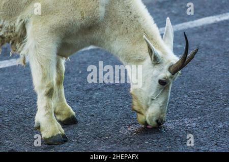 Due capre di montagna madre e bambino sul parcheggio, Glacier National Park, Montana Foto Stock