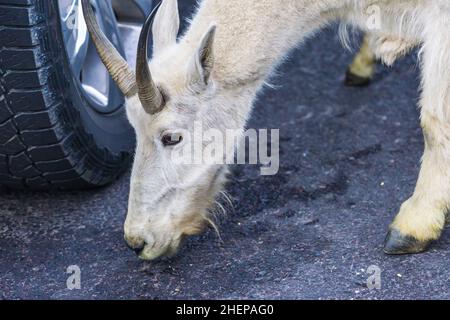 Due capre di montagna madre e bambino sul parcheggio, Glacier National Park, Montana Foto Stock