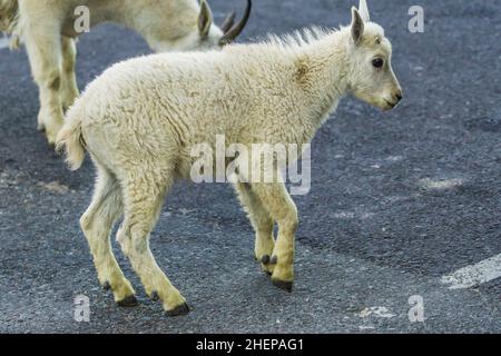 Due capre di montagna madre e bambino sul parcheggio, Glacier National Park, Montana Foto Stock