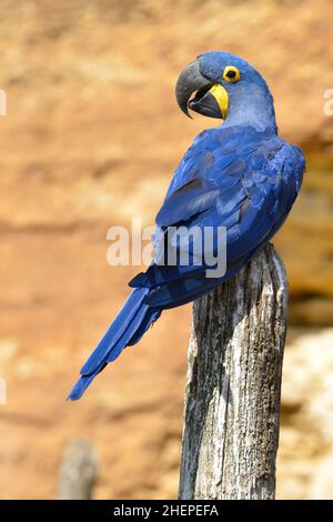 Primo piano di macaw blu di Hyacinto (Anodorhynchus hyacinthinus) e visto da dietro Foto Stock