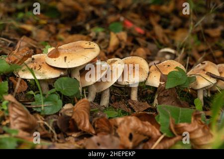 Primo piano di un grumo di funghi selvatici che crescono sul terreno boschivo a Bowood House and Gardens, Wiltshire, Regno Unito Foto Stock