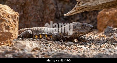 Vista ravvicinata di un gigante El Hierro Lizard (Gallotia simonyi) Foto Stock