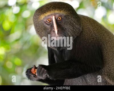 Ritratto scimmia a faccia di gufo (Cercopithecus hamlyni) che tiene un frutto nelle sue mani Foto Stock