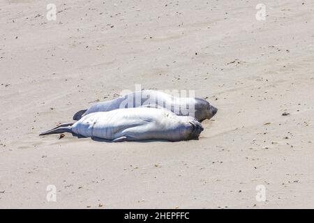 Sealion si trova sulla spiaggia di San Simeon Foto Stock