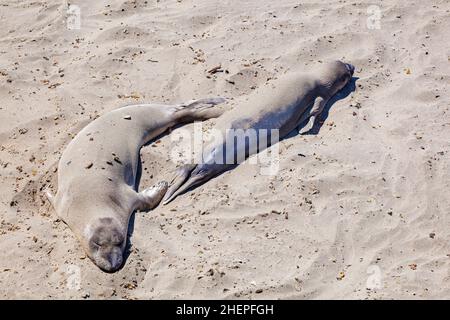 Sealion si trova sulla spiaggia di San Simeon Foto Stock