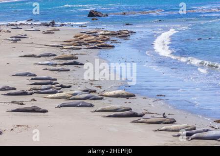 Sealion si trova sulla spiaggia di San Simeon Foto Stock