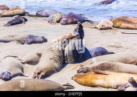 Sealion si trova sulla spiaggia di San Simeon Foto Stock