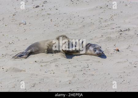 Sealion si trova sulla spiaggia di San Simeon Foto Stock