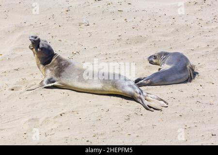Sealion si trova sulla spiaggia di San Simeon Foto Stock