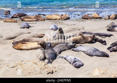Sealion si trova sulla spiaggia di San Simeon Foto Stock