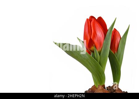 Fiori di tulipano rosso in fiore sul lato di sfondo bianco con spazio copia Foto Stock