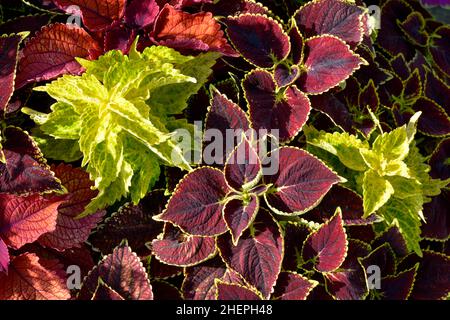 Foglie rosse e verdi di pianta Coleus cultivar Foto Stock