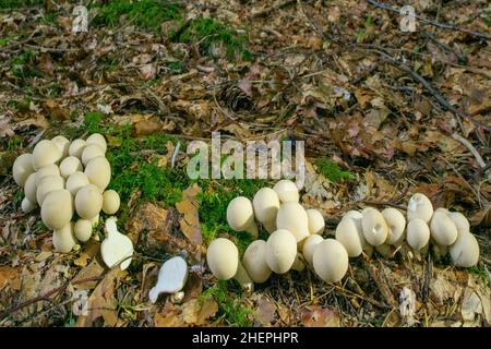 Palla di gobba (Lycooperdon piryforme, Morganella piryformis), diversi corpi fruttati sul terreno forestale, Germania, Baviera Foto Stock