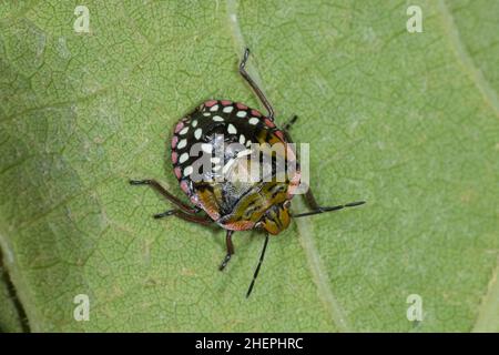 Insetti stink verde meridionale, insetti scudo verde meridionale, bug vegetale verde (Nezara viridula), ninfa seduta su una foglia, vista dall'alto, Germania Foto Stock
