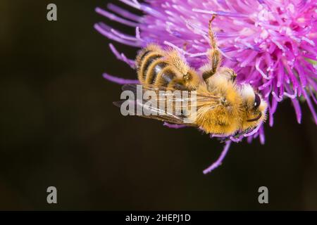 Pantaloon Bee (Dasypoda altercator, Dasypoda plumipes, Dasypoda hirtipes), succhia il nettare da un fiore di cardo, Germania Foto Stock