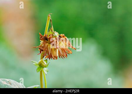 georgina (Dahlia spec.), fiore rotto appeso ad un gambo Foto Stock