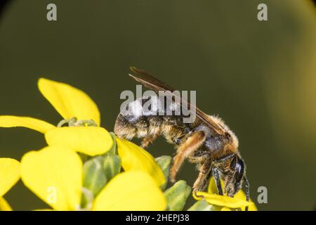 Orange-footed Furrow Bee (Lasioglossum xanthopus), sits on yellow flower, Germany Foto Stock