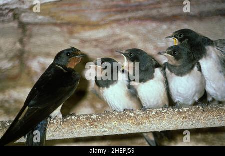 Fienile inghiottito (Hirundo rustica), giovani uccelli appollaiano su un bar e implorando per l'alimentazione, Germania Foto Stock