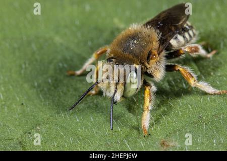 Ape da taglio fogliare (Anthidium punctatum), maschio su foglia, Germania Foto Stock