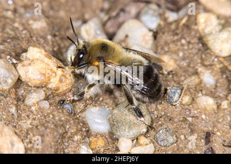 Ape fiore (Anthophora aestivalis, Anthophora intermedia), maschio, Germania Foto Stock