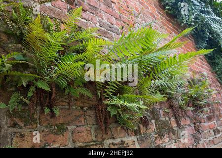 Felce maschio, felce Worm (Dryopteris filix-mas), che cresce su un muro, Germania Foto Stock