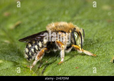 Ape da taglio fogliare (Anthidium punctatum), maschio su foglia, Germania Foto Stock