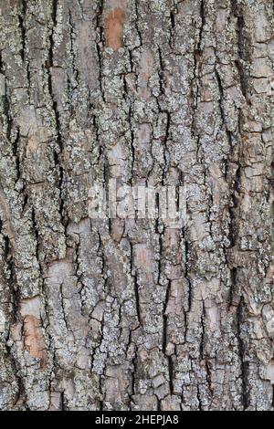 Tiglio a foglia piccola, lindone di litteleaf, tiglio a foglia piccola (Tilia cordata), corteccia, Germania Foto Stock