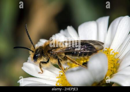 Ape mineraria (Andrena Emorroa, Andrena albicans), maschio su una margherita bue-eye, Germania Foto Stock