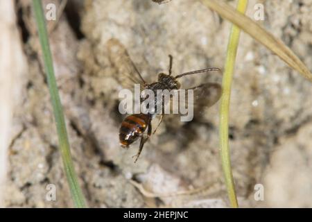 nomad-ape (Nomada flavoguttata), maschio in volo, Germania Foto Stock