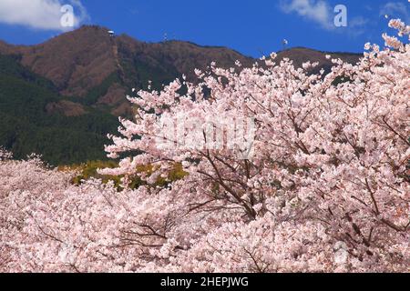 Gosho City, Prefettura di Nara, Cherry Blossoms e Monte Katsuragi Foto Stock