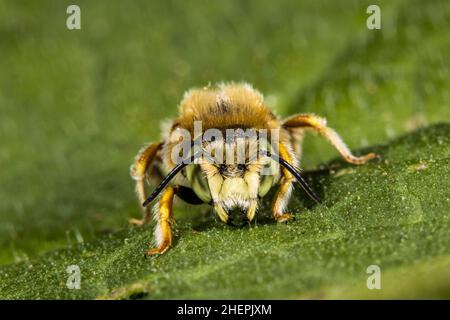 Ape da taglio fogliare (Anthidium punctatum), maschio su foglia, Germania Foto Stock