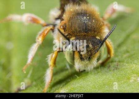 Ape da taglio a foglia (Anthidium punctatum), maschio, vista frontale, Germania Foto Stock