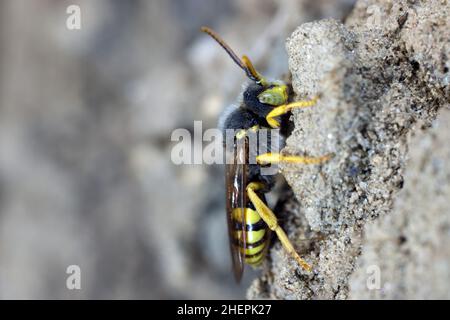 Nomad Bee di Lathbury (Nomada lathburiana), maschio, Germania Foto Stock