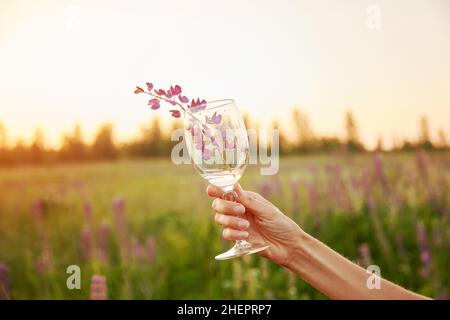 La mano della donna tiene un bicchiere con lupinus nel prato al tramonto. Benessere e concetto naturale. Concetto di bevanda ayuverdica adattogena. Consumo consapevole. Foto Stock