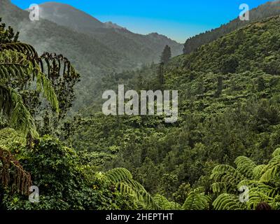 Foresta panoramica vicino Hamurana Springs, Rotorua, Nuova Zelanda Foto Stock
