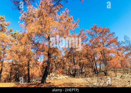 Pineta nelle montagne con alberi danneggiati dal fuoco nella zona del distretto di Manavgat della provincia di Antalya nel sud della Turchia. Foto Stock