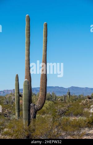 I cactus del deserto di sonora in Arizona si erosono come un vasto e silenzioso esercito al monumento nazionale di Organ Pipe Cactus Foto Stock