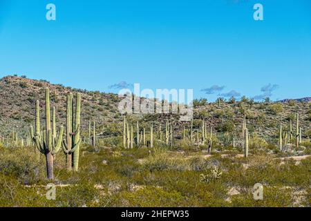 I cactus del deserto di sonora in Arizona si erosono come un vasto e silenzioso esercito al monumento nazionale di Organ Pipe Cactus Foto Stock