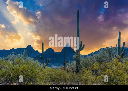 I cactus di Arizonas Sonoran Desert si levano in piedi come un esercito vasto e silenzioso al monumento nazionale di Cactus di Organ Pipe Foto Stock