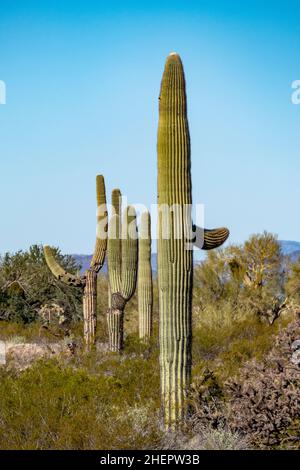 I cactus del deserto di sonora in Arizona si erosono come un vasto e silenzioso esercito al monumento nazionale di Organ Pipe Cactus Foto Stock