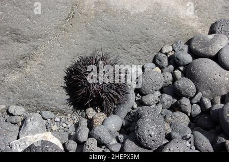 Ricci di mare e ciottoli di lava sulla spiaggia all'estremità meridionale di la Palma, Isole Canarie, Spagna Foto Stock