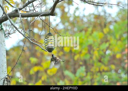 Passero selvatico che vola verso una sfera grassa appesa ad un ramo di albero. Foto Stock