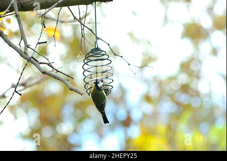 Selvaggio Grande titmouse (parus maggiore) che si alimenta su una palla grassa appesa ad un albero. Foto Stock