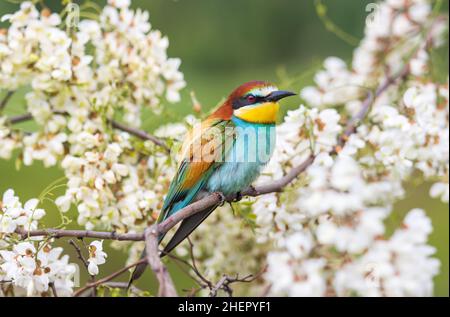 colorato uccello selvatico in primavera si siede su un ramo fiorito Foto Stock