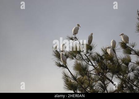 12 gennaio 2022, Poonch, Jammu e Kashmir, India: Un gruppo di airone di bestiame che riposa su un albero a Poonch (Credit Image: © Nazim Ali KhanZUMA Press Wire) Foto Stock