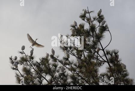 12 gennaio 2022, Poonch, Jammu e Kashmir, India: Un gruppo di airone di bestiame che riposa su un albero a Poonch il Mercoledì (Credit Image: © Nazim Ali KhanZUMA Press Wire) Foto Stock