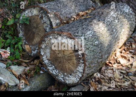 Legno di pino abbattuto ricoperto di muschio e lichene, foresta di Himalaya, Kalimpong. Foto Stock